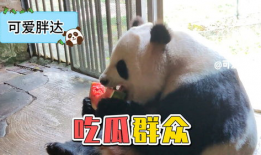 娱乐圈吃瓜熊猫,熊猫视角下的吃瓜盛宴